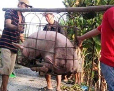 Bị thương lái Trung Quốc lừa, nông dân khóc vì lợn siêu mỡ