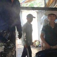 Nhổ lông gà, vịt bằng nhựa thông: Liệu có độc hại?