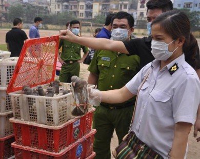 Bắt giữ 4000 con chim bồ câu nghi nhập lậu từ Trung Quốc