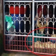 Hãi hùng cảnh chế biến măng trên nền gạch bẩn