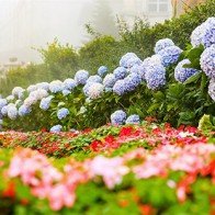 Hành trình thành xứ sở ngàn hoa của Bà Nà Hills
