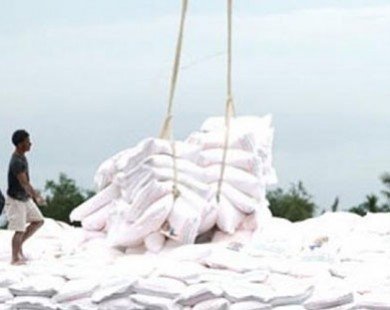Giá gạo xuất khẩu giảm “không bình thường”