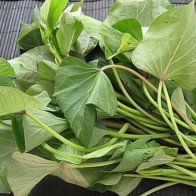 2 loại bệnh chỉ cần dùng lá khoai lang là chữa khỏi