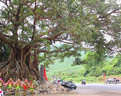 Cây đa Đá Bạc tại Thừa Thiên-Huế được công nhận là cây di sản