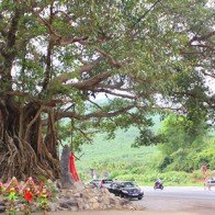 Cây đa Đá Bạc tại Thừa Thiên-Huế được công nhận là cây di sản