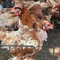 Làm thế nào để phân biệt thịt "gà bẩn" và gà ta?