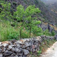 Trồng cây cảnh quan cho Cao nguyên đá Đồng Văn