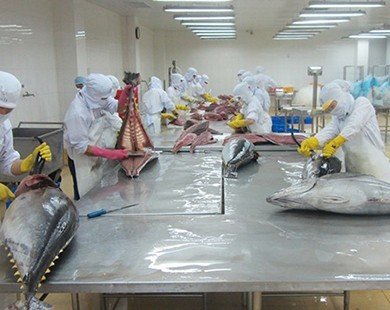 Trung Quốc tiêu thụ mạnh cá ngừ Việt Nam