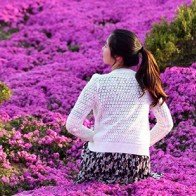 Hoa đỗ quyên nhuộm tím các triền đồi ở Hàn Quốc