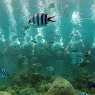 Mở tour đi bộ dưới đáy biển Cù Lao Chàm