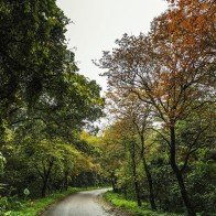 Mùa thay lá ở vườn quốc gia Ba Vì