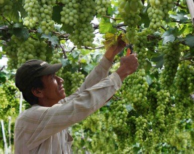Giá nho tăng mạnh, nông dân Ninh Thuận bớt khổ
