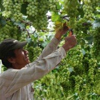 Giá nho tăng mạnh, nông dân Ninh Thuận bớt khổ