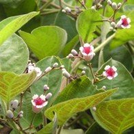 Trị dứt đau dạ dày, suy dinh dưỡng lâu năm ở trẻ em với bài thuốc dân gian từ lá mơ lông