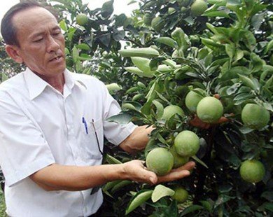 Cam xoàn giá 45.000 đồng/kg, người trồng cam lãi cao