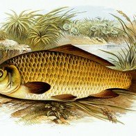 Kinh ngạc với sự xuất hiện của cá chép có "khuôn mặt con người"