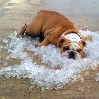 Muôn kiểu chống nóng 'bá đạo' của chó mèo
