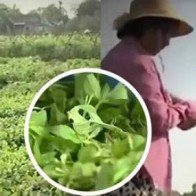 VTV thông tin vụ phóng sự dùng chổi quét rau