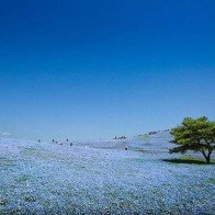 4 triệu bông hoa 'tình yêu bé nhỏ' bừng nở ở Nhật