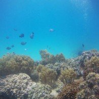 Ngỡ ngàng ngắm rạn san hô tuyệt đẹp ở đảo Hòn Mun