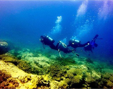 Rặng san hô tuyệt đẹp dưới đáy biển Bình Thuận