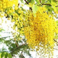 Muồng hoàng yến rực vàng gọi hè sang giữa Hà Nội