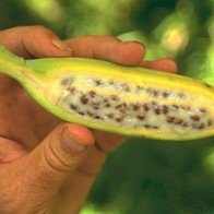 Bài thuốc dân gian "quý hơn vàng" sẽ theo bạn cả đời