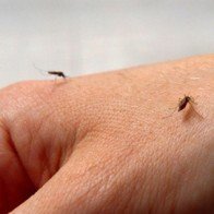 Bí quyết để muỗi đốt không bị ngứa, sưng tấy