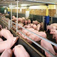 "Đừng để thương lái Trung Quốc bò sang tận đây"