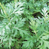 Bài thuốc chữa tiêu chảy cực đơn giản ai cũng phải biết