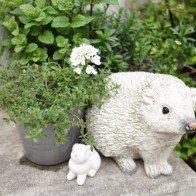 Bên trong quán cà phê nhím độc đáo ở Nhật Bản