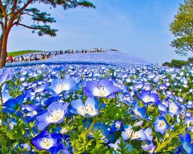 Trời đất hòa làm một ở cánh đồng hoa xanh Nhật Bản