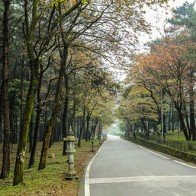 Nếu đến Ba Vì, đừng bỏ lỡ con đường đẹp như tranh này