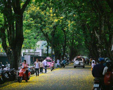 Mùa phượng vàng rực rỡ ở Huế