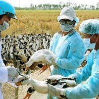 Mua bán, sử dụng thuốc kháng sinh "vô tội vạ" trong chăn nuôi