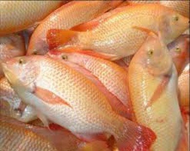 Cá diêu hồng của Cty CP Sài Gòn Food xuất khẩu vào Úc bị cảnh báo