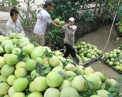 Nông dân Tiền Giang lãi hơn 200 triệu đồng cho mỗi ha bưởi da xanh