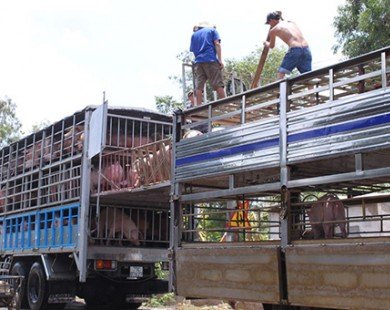 Lợn hơi rớt giá vì Trung Quốc giảm mua