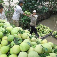 Nông dân Tiền Giang lãi hơn 200 triệu đồng cho mỗi ha bưởi da xanh