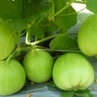 Mẹo chọn dưa lê, dưa bở ngon không lo ngộ độc