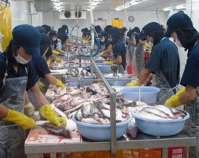 Chất lượng hải sản xuất khẩu không bị ảnh hưởng vì hiện tượng cá chết