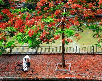 Hoa phượng đỏ rực rỡ khắp Hà Nội