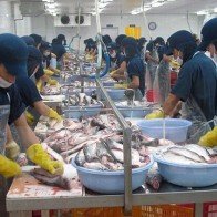 Chất lượng hải sản xuất khẩu không bị ảnh hưởng vì hiện tượng cá chết