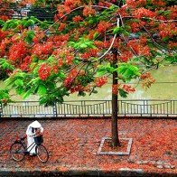 Hoa phượng đỏ rực rỡ khắp Hà Nội