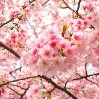 Những lễ hội hoa đặc sắc tại Hàn Quốc