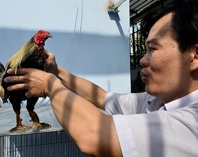 Trại gà vảy rồng độc đáo ở Sài Gòn