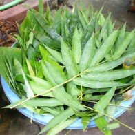 Cách chế biến nước tắm mùa hè cho bé không bệnh tật