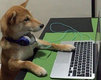 Chó Shiba gây sốt với dáng ngồi xem tivi giống hệt con người