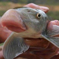 3 loài cá đặc sản đắt đỏ hiếm có