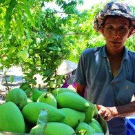 Trồng xoài trên cát, lãi cả... bát vàng